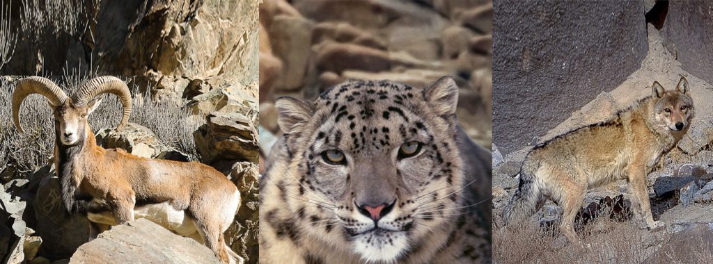 snow leopard tour snow leopard tour spiti valley